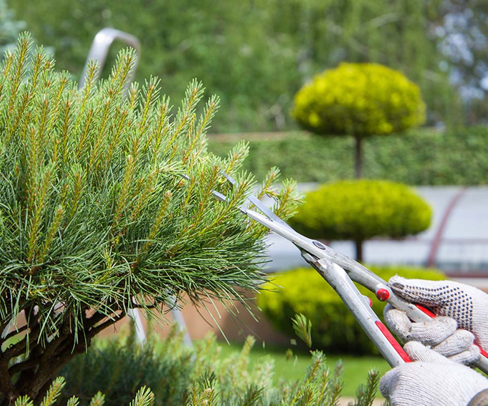 tree pruning services hamilton
